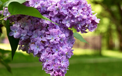 Le Lilas — Syringa vulgaris 
