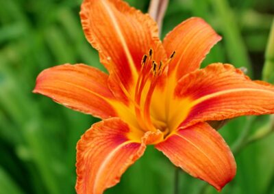 Hémérocalle - hemerocallis