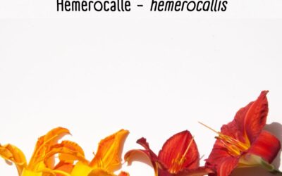 Hémérocallis – Hemerocallis