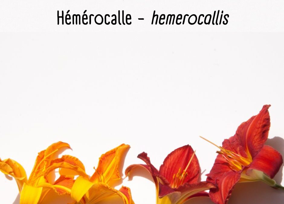 Hémérocallis – Hemerocallis