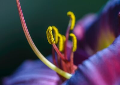Hémérocalle - hemerocallis