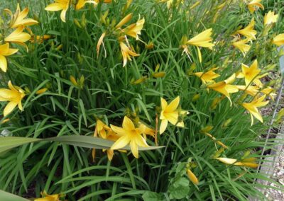 Hémérocalle - hemerocallis