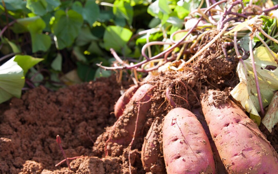 La Patate douce – Ipomea batata