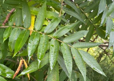 Sumac Vinaigrier - Rhus typhina
