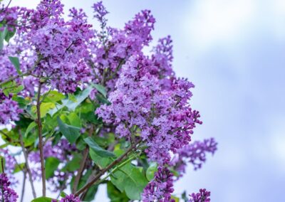 Le Lilas — Syringa vulgaris