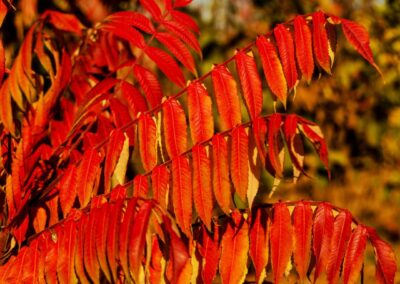 Sumac Vinaigrier - Rhus typhina