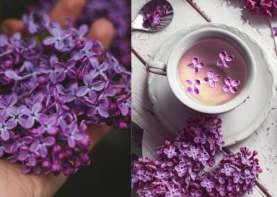 Le Lilas — Syringa vulgaris