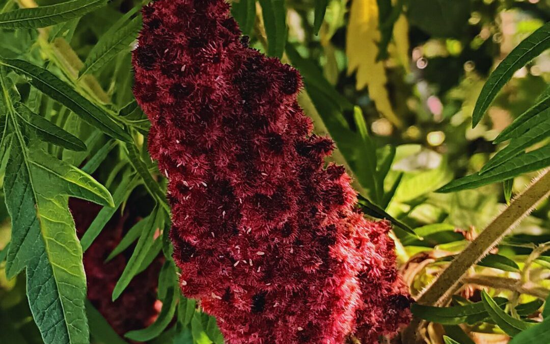 Sumac vinaigrier – Rhus typhina
