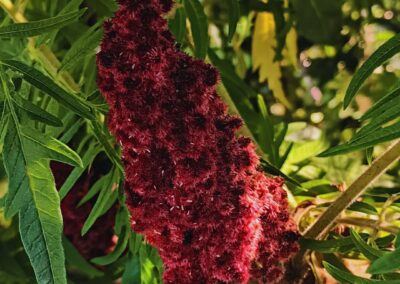Sumac vinaigrier - Rhus typhina