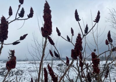 Sumac Vinaigrier - Rhus typhina