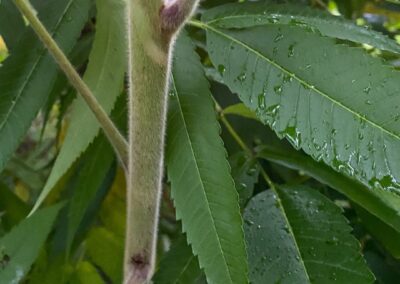 Sumac Vinaigrier - Rhus typhina