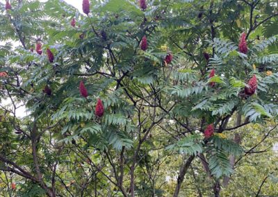Sumac Vinaigrier - Rhus typhina