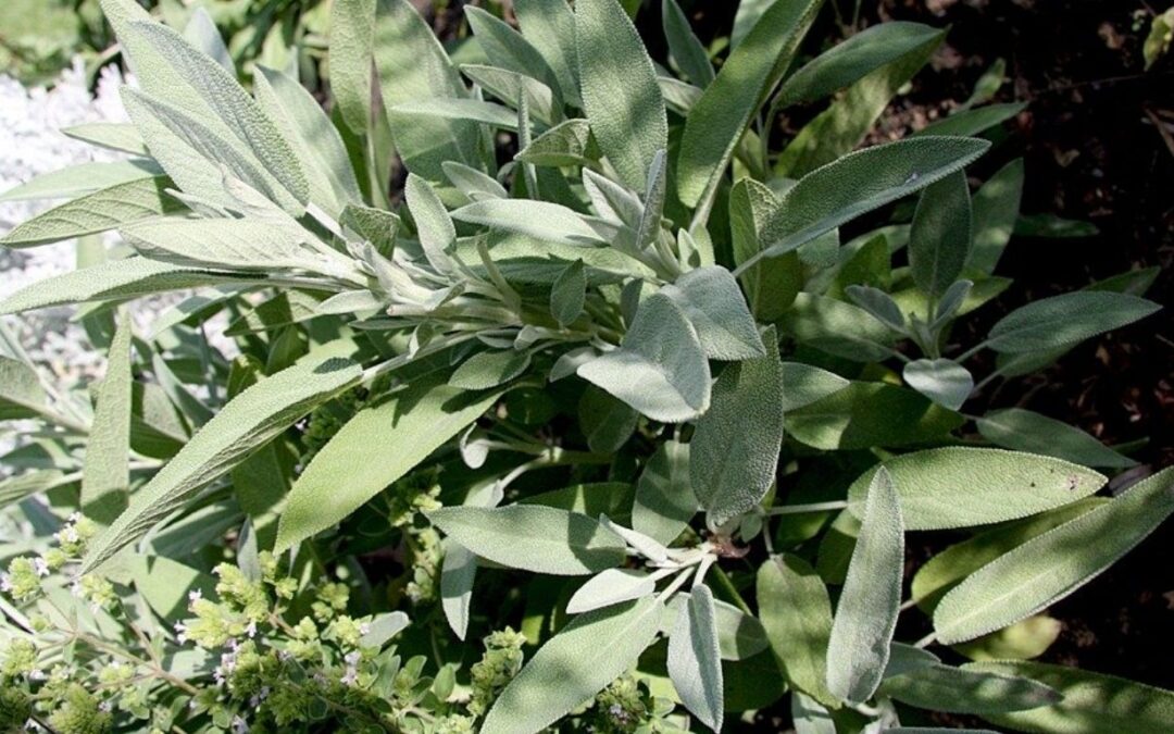 Sauge officinale – Salvia officinalis