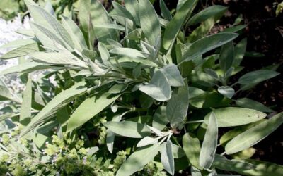 Sauge officinale – Salvia officinalis
