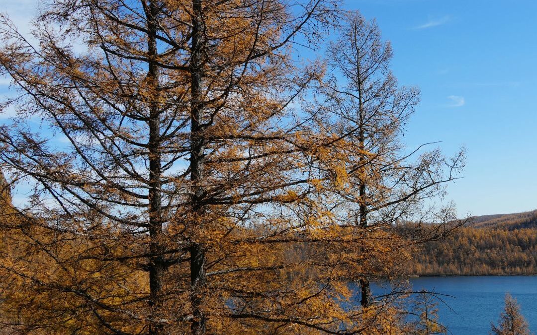 Mélèze d&rsquo;Europe – Larix decidua
