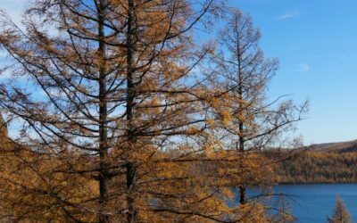 Mélèze d&rsquo;Europe – Larix decidua