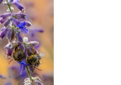 Sauge officinale