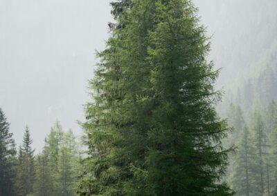 Mélèze d'Europe - Larix decidua