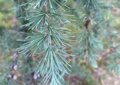 mélèze d'Europe - Larix decidua