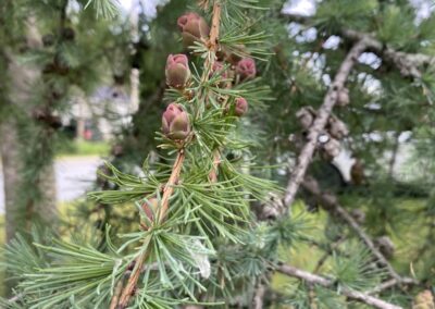 mélèze d'Europe - Larix decidua