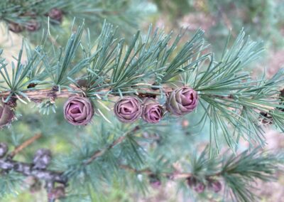 mélèze d'Europe - Larix decidua